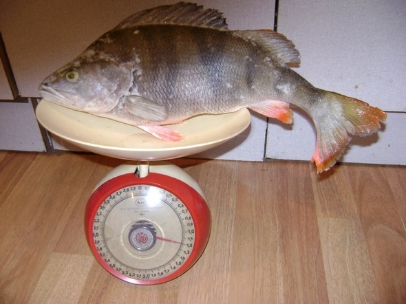 купить морду для ловли рыбы екатеринбург купить морду для ловли рыбы екатеринбург