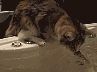 1397029853_1748019774.gif